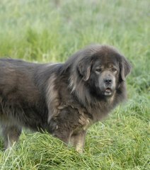 5 choses à savoir sur le dogue du Tibet,  un chien incroyable !