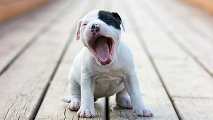 Après avoir lu ça, vous ne verrez plus l'American Staff de la même façon