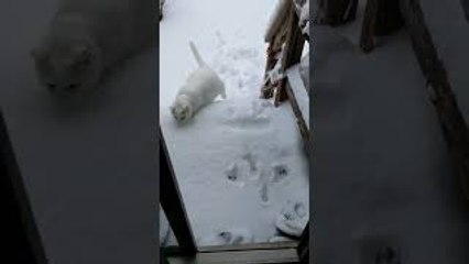 Seeing if the Cat Likes the Snow