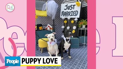 Puppy Love: One Women's Quest to Stage a Record-Breaking Dog Wedding with 160 Canine Couples
