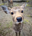 Cette ville du Japon est un vrai paradis pour les cerfs !