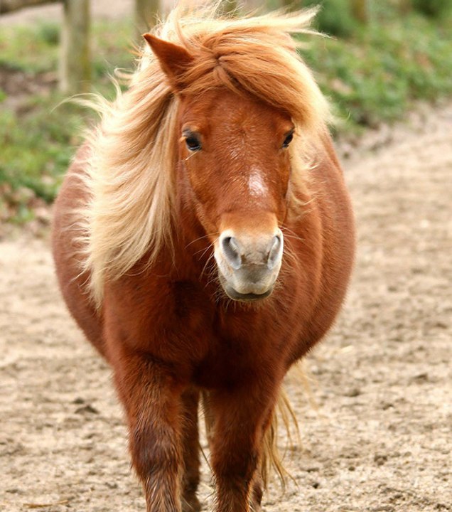 En Angleterre, ces poneys ont une réaction incroyable face à la mort d’un des leurs…