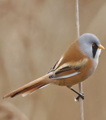 Cet oiseau magnifique résiste aux plus rudes des hivers !