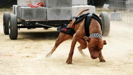 Au Mexique, des chiens forcés à tracter des tonnes de béton pour la pire des raisons