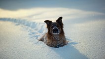 Comment prendre soin de son chien quand il neige ?