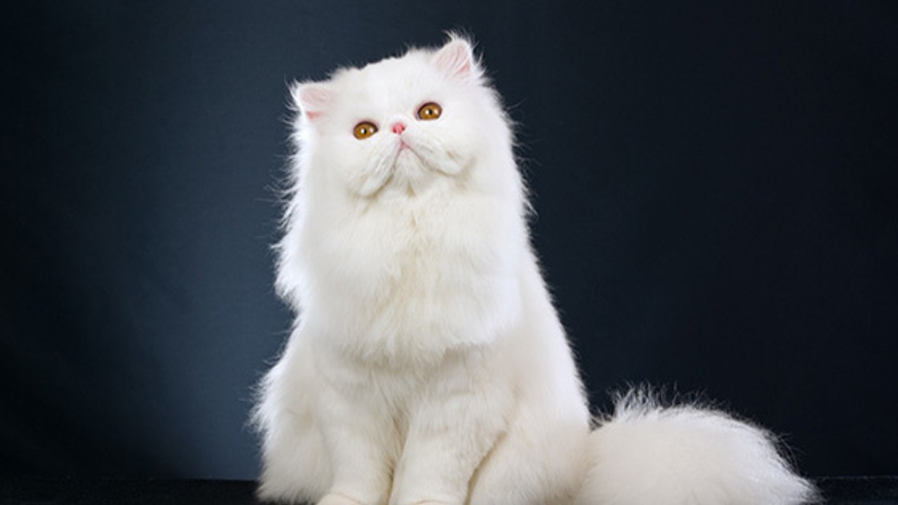 Comment bien prendre soin de son chat persan ?