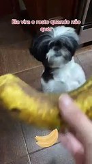 Dog Knows How to Ask for What She Wants