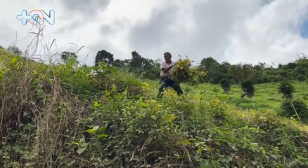 mqn-Agricultores peceteños desarrollan técnica que incrementa ventas-040222