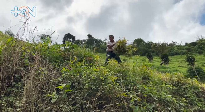 mqn-Agricultores peceteños desarrollan técnica que incrementa ventas-040222