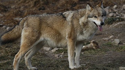 Le loup gris repéré dans le Tarn et l'Hérault ?