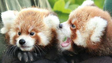 Lyon : naissance exceptionnelle de deux bébés pandas roux !