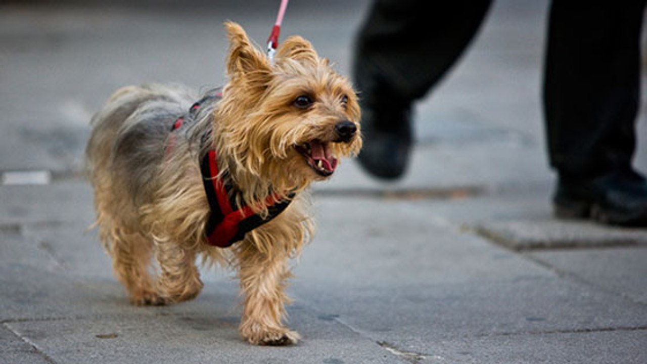 Canicule : attention aux brûlures des coussinets des chiens !