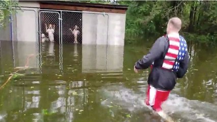 USA : ils sauvent 6 chiens menacés de noyade par l'ouragan Florence