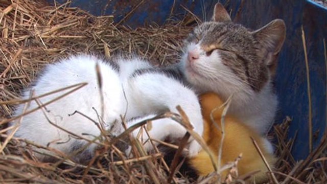 Cette chatte, en plus de ses chatons, nourrit des bébés… très particuliers !