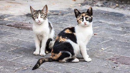 La Belgique vient d’adopter une loi cruciale pour tous les chats !