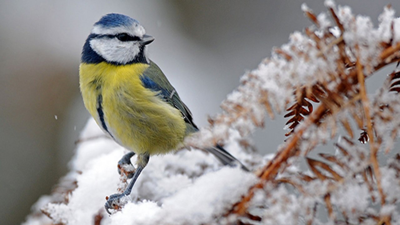 Quels oiseaux écouter chanter pendant toute la durée de l’hiver ?