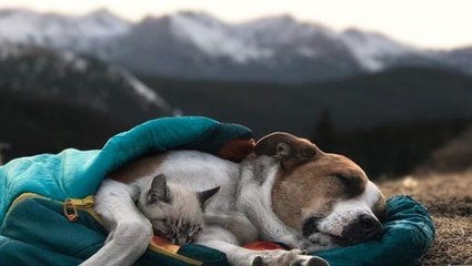 Ce chien et ce chat qui adorent voyager ensemble font fondre les internautes
