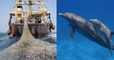 Les dauphins des côtes françaises dans une situation critique ?