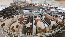 Creuse : la Ferme des 1000 veaux autorisée à doubler sa capacité !