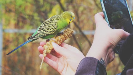 Seek : une appli pour identifier tous les animaux et plantes que l'on croise