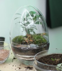 On a testé le DIY Terrarium de chez Green Factory