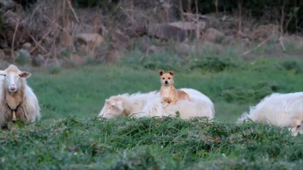 Découvrez le chien le plus fainéant au monde !