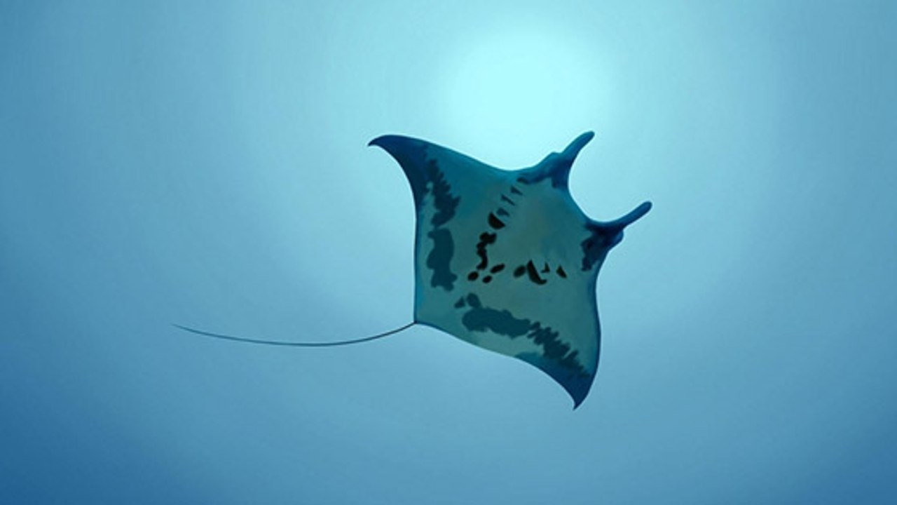 Une nurserie de raies manta découverte pour la première fois dans les océans