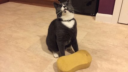 Ce chat n'arrête pas de rapporter des éponges à son maître !