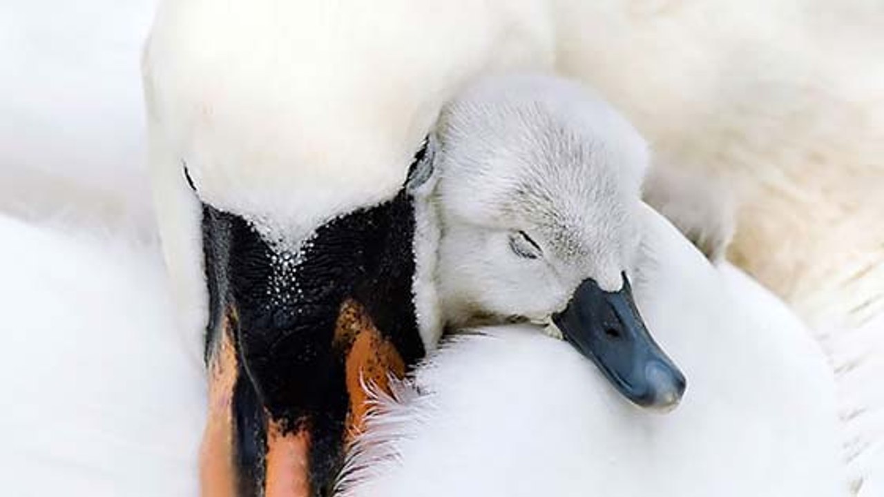 Ces mamans oiseaux qui s’occupent de leurs petits vont vous faire fondre !