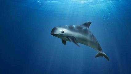 Leonardo di Caprio et Sea Shepherd s’unissent pour sauver le vaquita