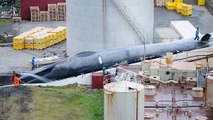 Scandale : l’Islande accusée d’avoir tué une baleine bleue…