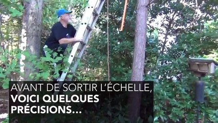 Un chat peut-il descendre tout seul d’un arbre ?