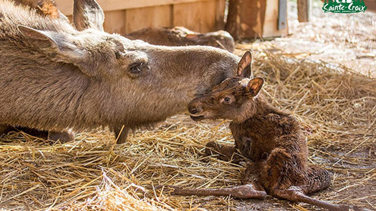 Deux jumeaux élans sont nés au Parc Animalier de Sainte-Croix