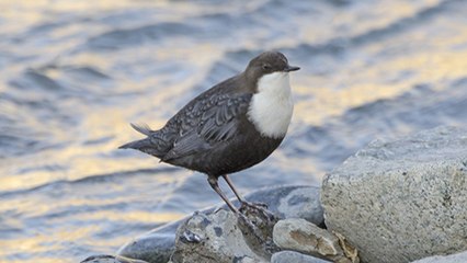 Découvrez le cingle plongeur, le seul passereau capable de… marcher sous l’eau !