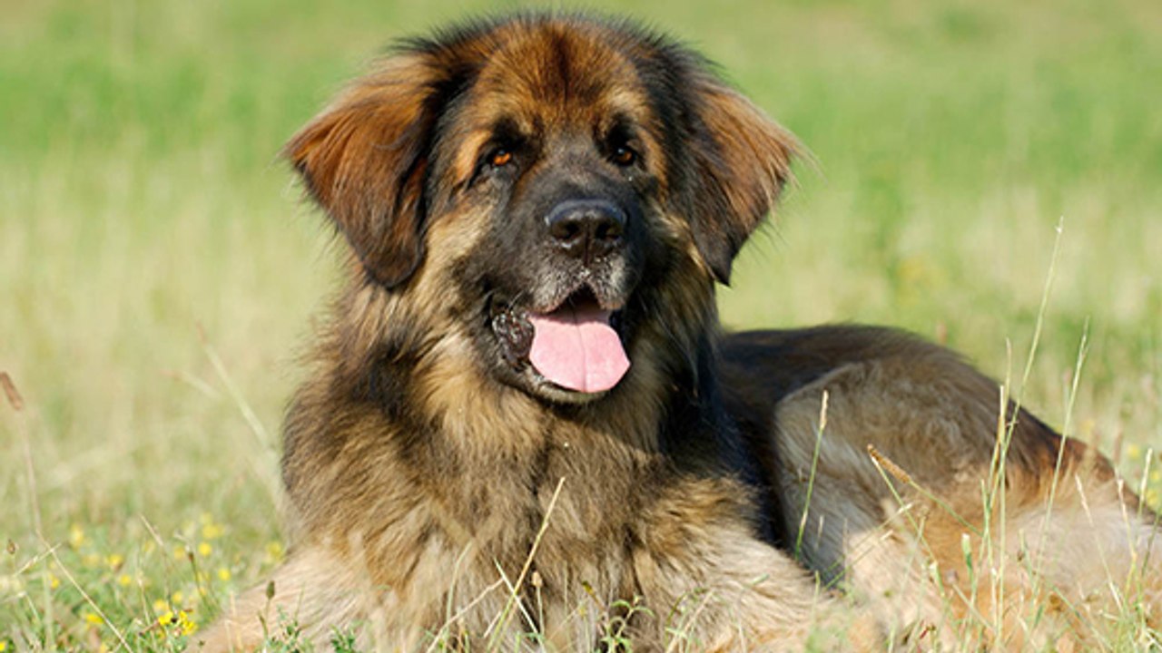 Le Leonberg, le chien à l'origine de bien des légendes