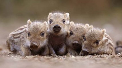 Isère : des associations contre l’ouverture de la chasse dès cet été