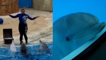 Des scientifiques mesurent le bonheur des dauphins... au parc Astérix !