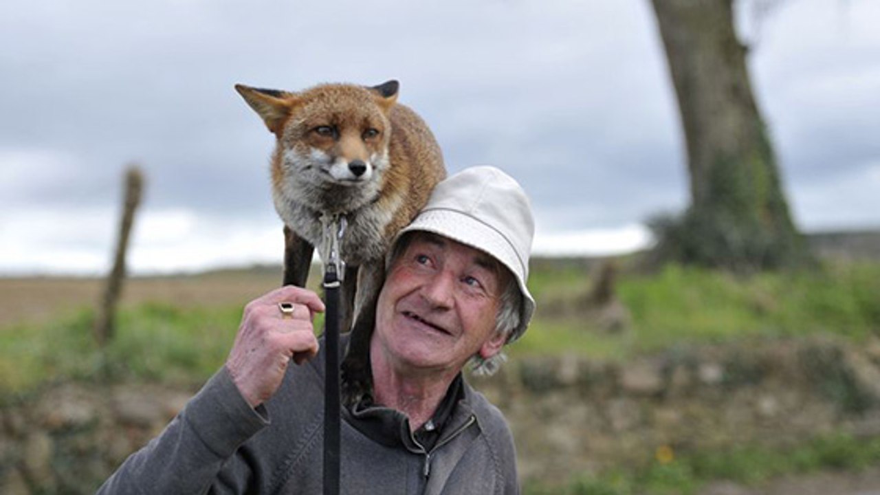 La belle histoire de cet Irlandais qui a sauvé deux renards