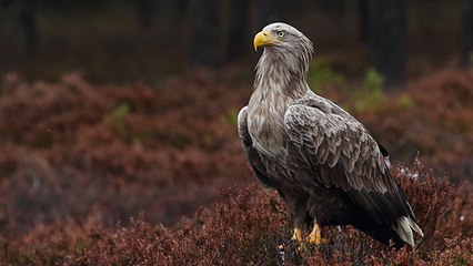 Fontainebleau : un rapace très rare observé pour la première fois