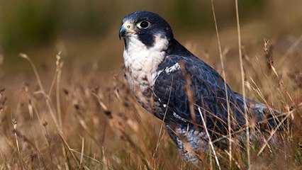 À Nancy, on célèbre la naissance exceptionnelle de ce rapace menacé !