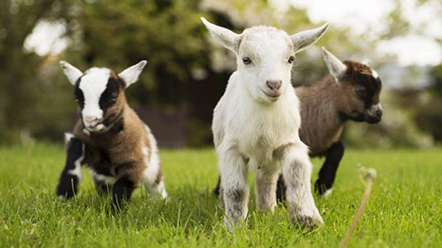 Voilà 3 bonnes raisons d’adopter… une chèvre !