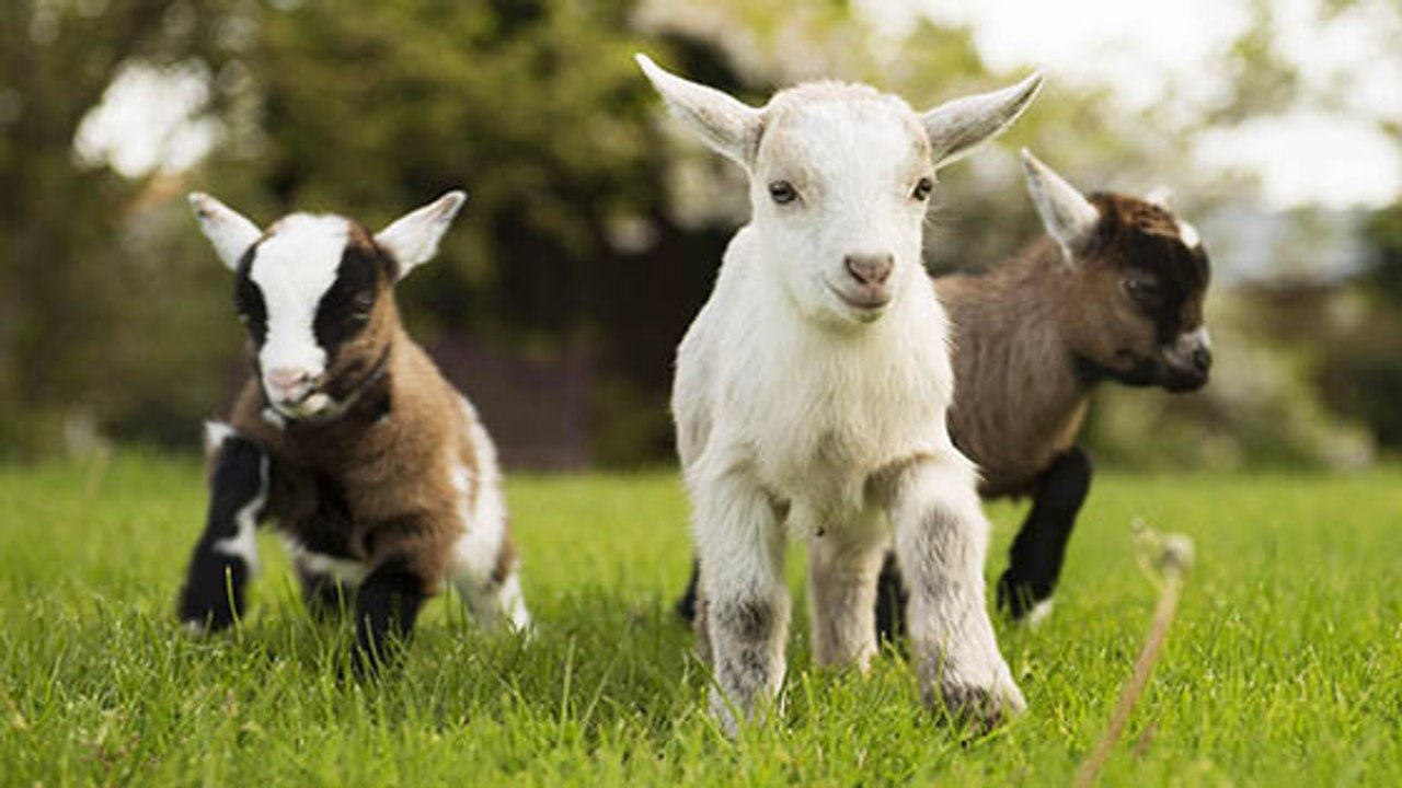 Voilà 3 bonnes raisons d’adopter… une chèvre !