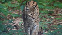 La bataille commence pour sauver le lynx des Balkans