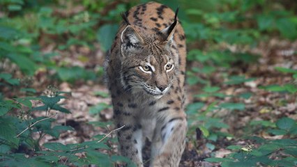 La bataille commence pour sauver le lynx des Balkans