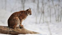 Le lynx fera-t-il bientôt son grand retour en Angleterre ?