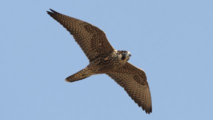 Top 3 des oiseaux qui battent tous les records !