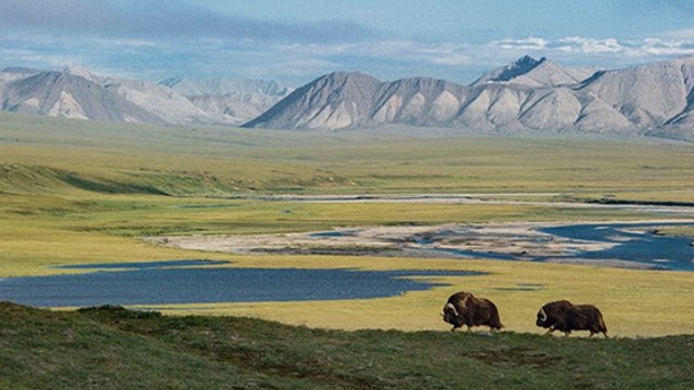 USA : une réserve de vie sauvage ouverte à l’exploitation pétrolière