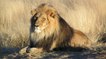 L’Afrique du Sud va doubler ses exportations d’os de lions vers… la Chine.