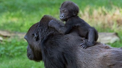 Les grands singes d’Afrique aussi menacés par l’huile de palme…