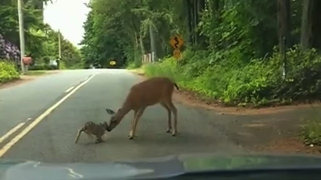 Quand une biche vient au secours de son faon terrorisé au milieu d’une route